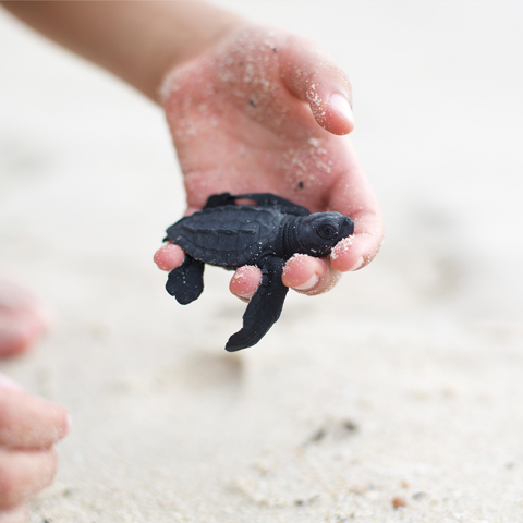 Liberación de tortugas marinas